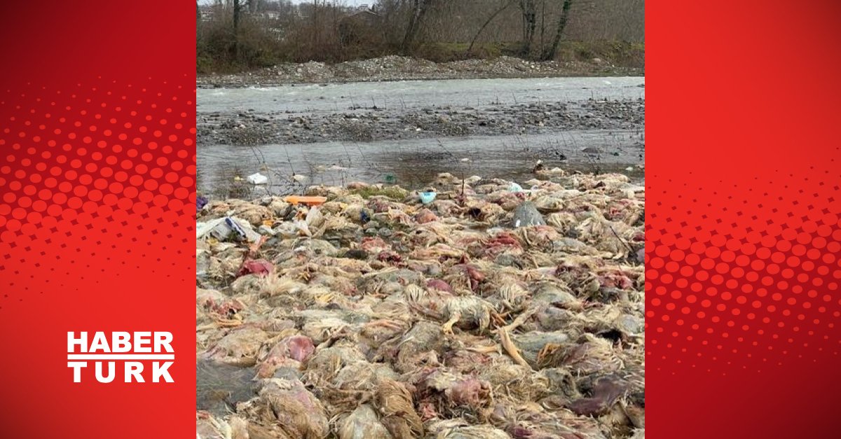 Son dakika: Zonguldak’ta çay yatağında onlarca tavuk ölüsü bulundu