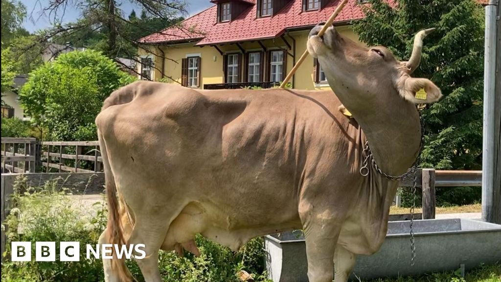 Cow astonishes scientists with rare tool use