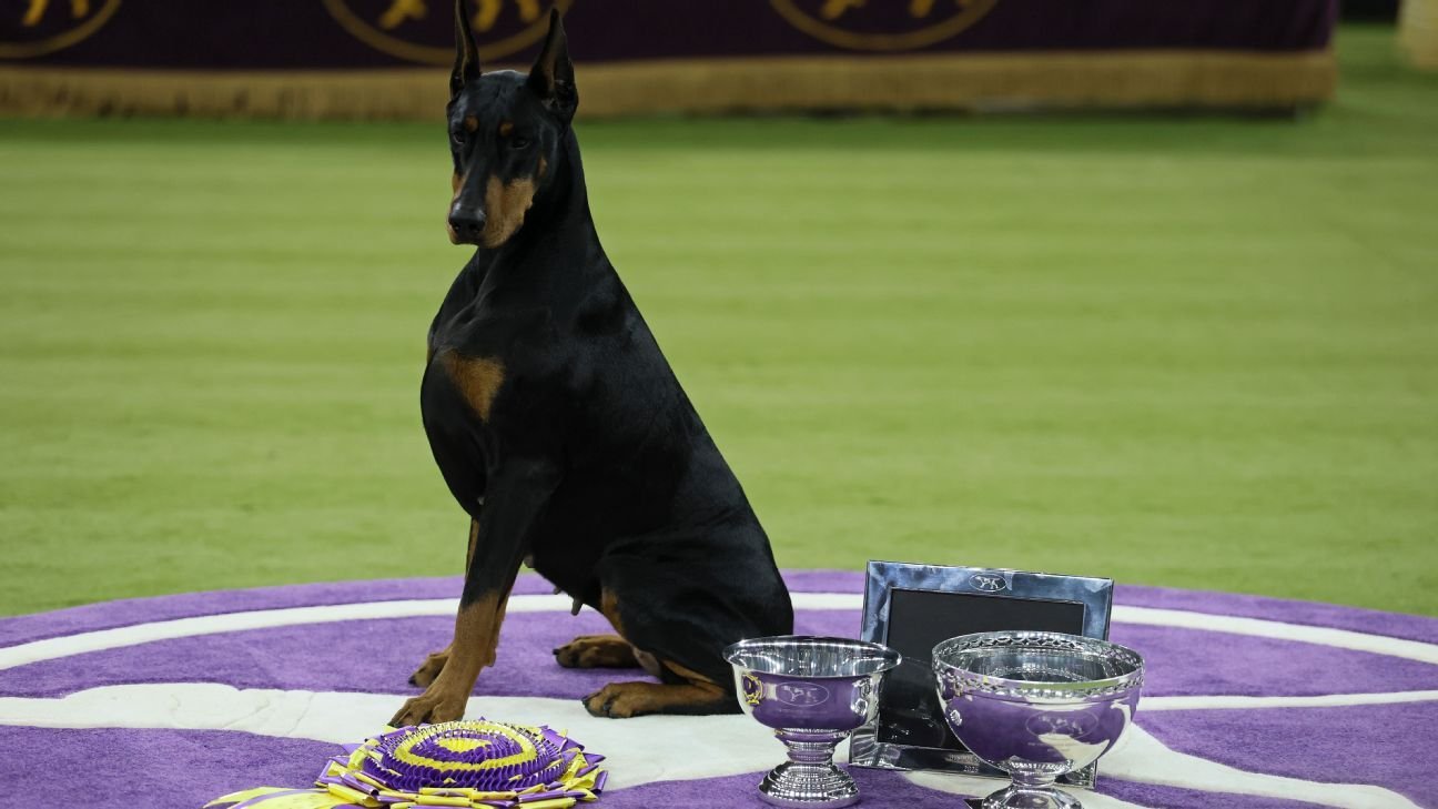 Doberman pinscher named Penny wins best in show at Westminster