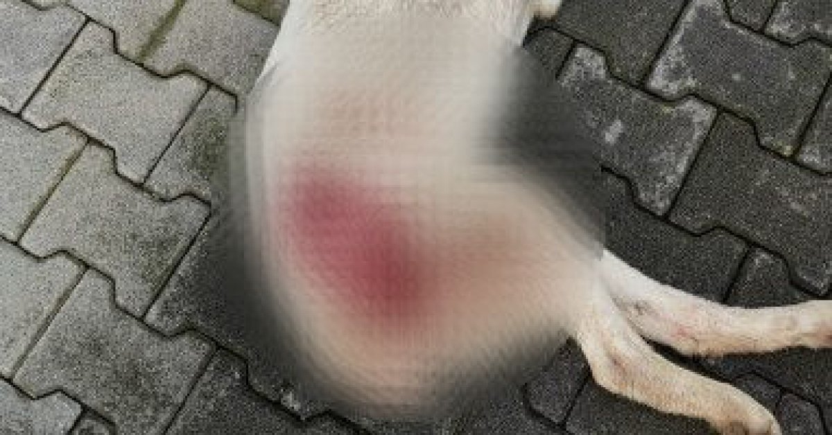 Bahçesine giren sokak köpeğini tüfekle vurup öldürdü