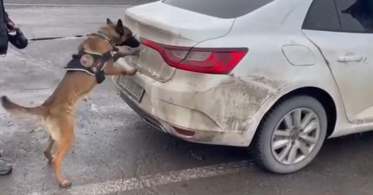 Son dakika: Narkotik köpeği Hera, bagajdaki 34 kilo uyuşturucuyu buldu… 2 şüpheli tutuklandı