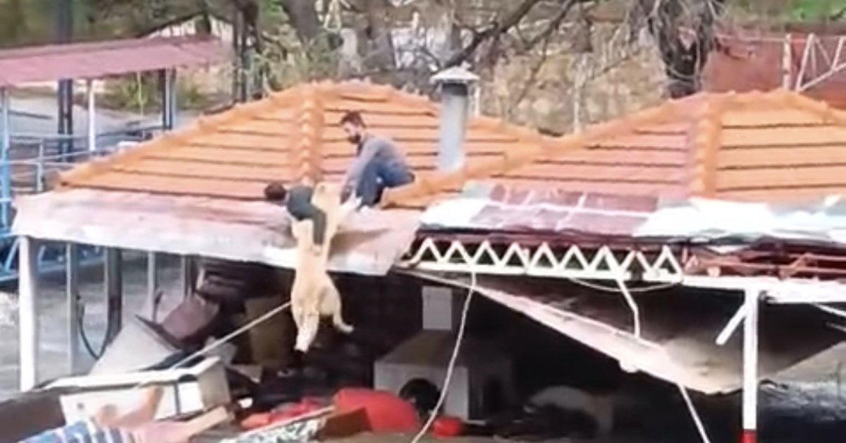 'Paşa'yı canları pahasına kurtardılar!