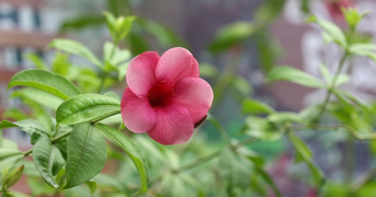 İlk Cemre düştü mü? 2026 Cemre havaya, suya, toprağa ne zaman, hangi tarihlerde düşecek?