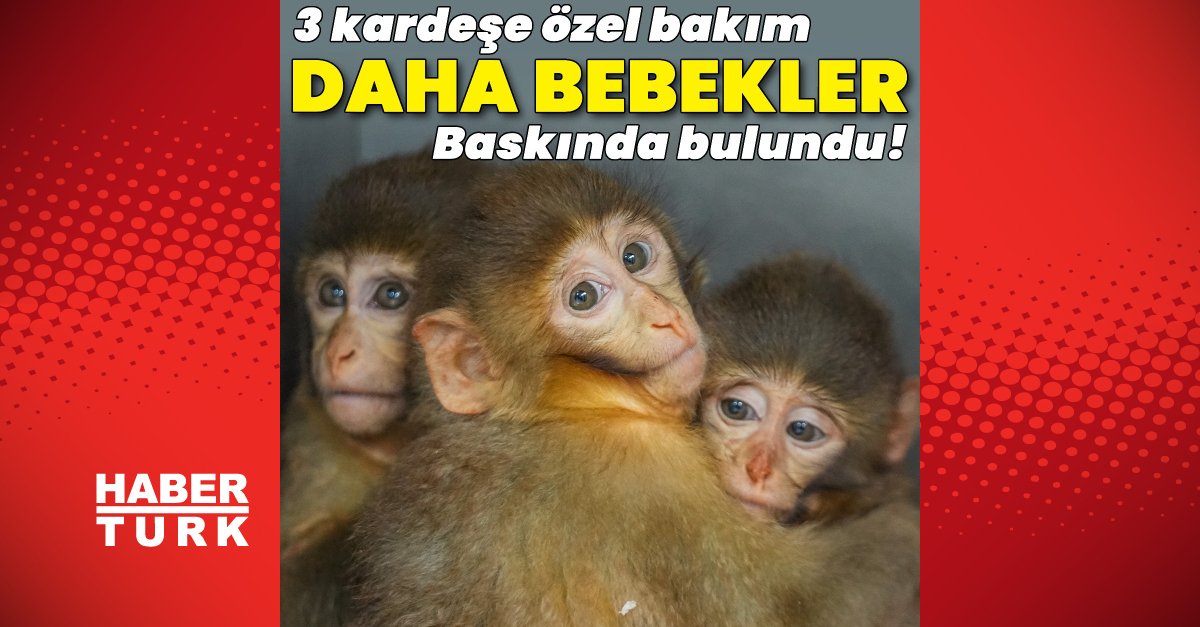 Makak maymunlarına özenle bakılıyor