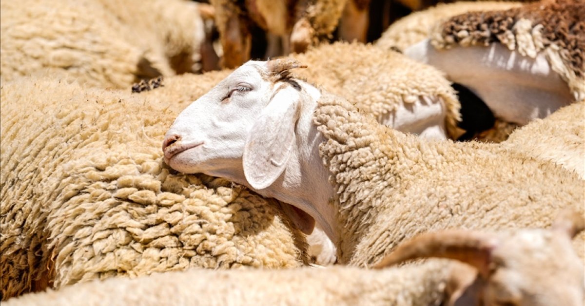 2026 Kurban Bayramı hangi günlere denk geliyor, bayram tatili kaç gün sürecek?