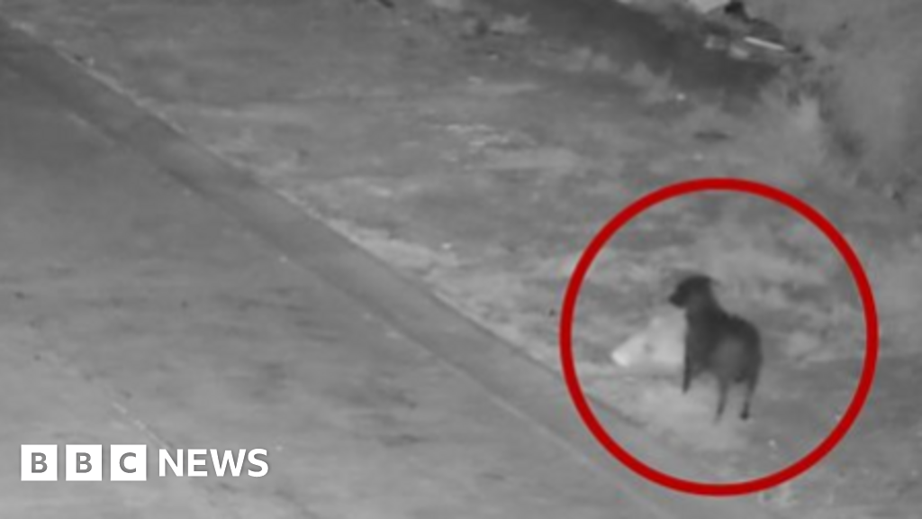 Italian authorities accuse man of training dog to illegally dump his rubbish