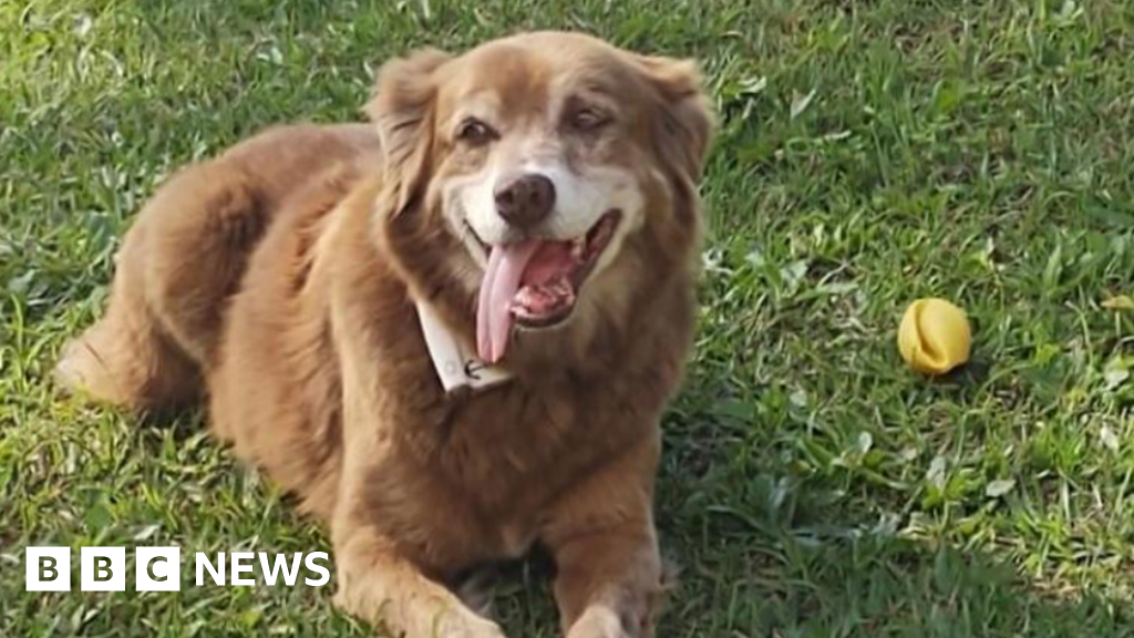 Loyal dog who lived by owner's grave for 10 years inspires new law in Brazil