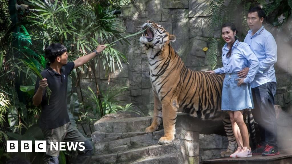 Probe underway as illness kills 72 tigers in tourist park