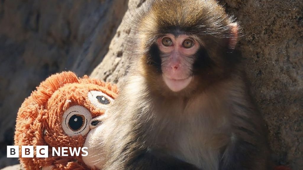 Weekly quiz: How did this baby monkey break the internet's heart?