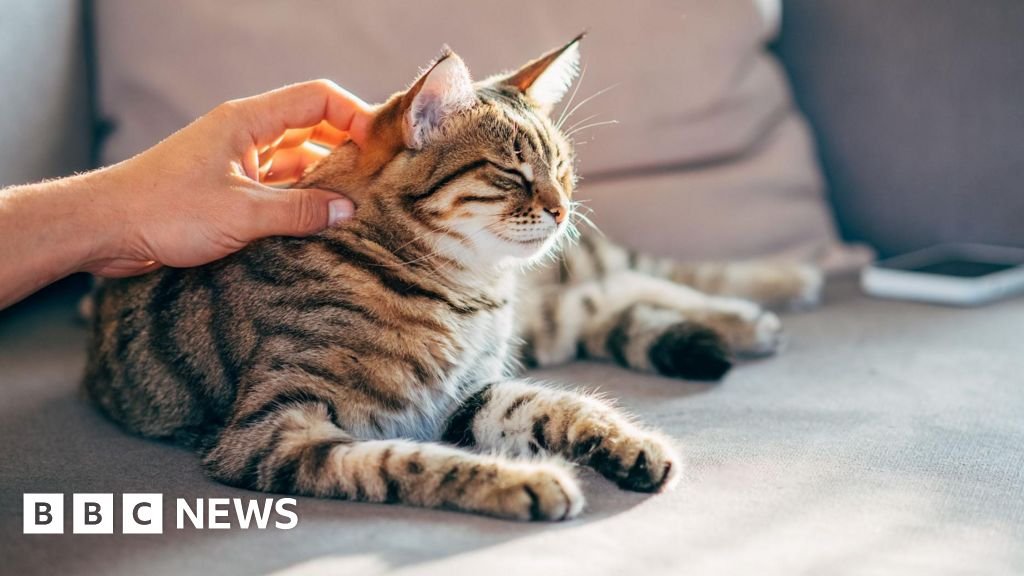 Could cats help us find new ways to treat cancers in humans?