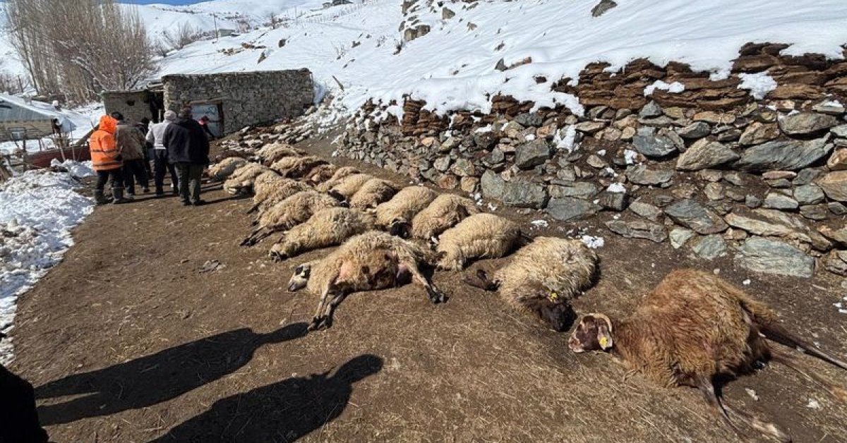 Son dakika: Van’da ahır yangını: 67 küçükbaş ile 1 inek öldü