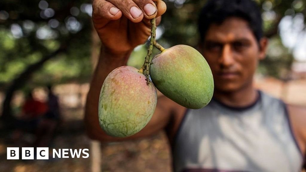 How do you modernise mango farming?